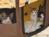 Надоевшие игрушки, три котенка и мама-кошка в добрые руки