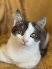 Замечательный котенок Лунтик  ищет дом!