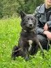 Малыш Микки из сгоревшего приюта в Вышнем Волочке