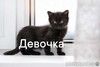котята бесплатно на любой вкус 
