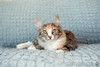 Сибирская пушистая трехцветная кошка Ксюша в добрые руки