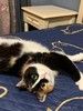 Яркая ручная трехцветная кошка Майя в дар
