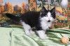 Котенок черно-белый мальчик Триша ищет дом