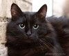 Пушистый крупный черный кот Кеша в добрые руки