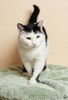 Уютный семейный котик Сеня в добрые руки