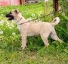 Щенок в добрые руки Алмаз