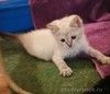 Маленький тайский котенок Леди в добрые руки