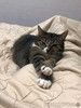 Соня. Кошка, которую предали дважды