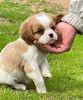 Кавалер Кинг Чарльз Спаниель мальчик