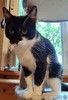 Котик Рембик