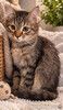Котёнок Пушинка в добрые руки