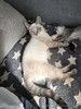 Тайский котенок Пацан в добрые руки