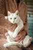 Ласковая и воспитанная белая кошка Маркиза в добрые руки