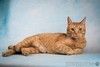Рыжий котик Симба в добрые руки