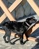 Молли — классическая чёрная собака-метис ищет дом.