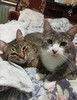 Коты-неразлучники Лиза и Айрис в одну семью