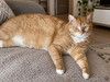 Упитанные рыжие коты в добрые руки