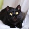 Черная красавица кошка Дюна в добрые руки
