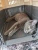 Мегаласкуша котик Нико в дар