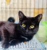 Кошка Куся - нежное создание ищет бережные руки