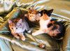 Три очаровательные трехцветные девочки, 2 месяца, ищут дом!