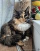 Уникальной внешности кошечка Машенька ищет дом!