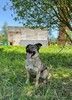Небольшая собака Берли в приюте
