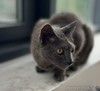 Красивый молодой кот Гера в добрые руки