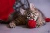 Красивый котёночек Пупсик в дар