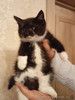 Ищет дом котенок Кузя.