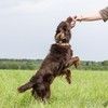 Ищет дом наш подопечный «шоколадный заяц» - фенотип спаниеля Марсель.