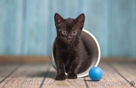 Черный маленький котенок Дваня в добрые руки
