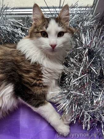 Ласковый котик Рон ищет семью!