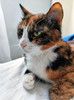 Ищет дом Мася, кошка, которая умеет делать обычные дни теплее