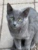 Три маленьких котенка девочки ищут своих хозяев 