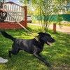 Красавчик Том ищет дом!
