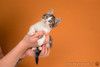 Очаровательный котенок Вася — полосатик в добрые руки