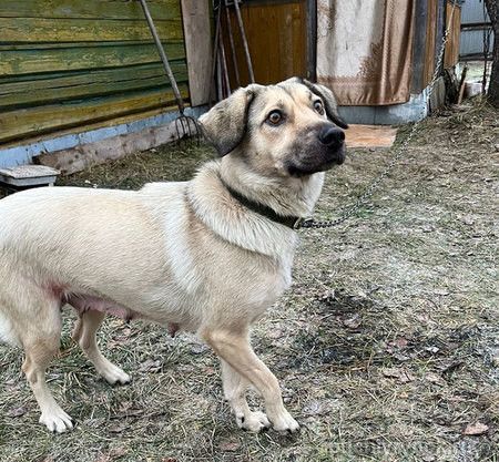 Ласковая, умная собака Линда очень срочно ищет дом