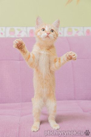 Очаровательный котенок Тисса в добрые руки.