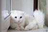 Голубоглазый котенок Есения в дар