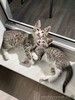 Очаровательные котята ищут дом!