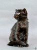 Роскошный черный котенок Марио, метис шотландской вислоухой ищет дом