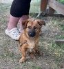 Ника маленькая собачка ищет дом!