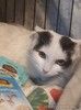 Очарование по имени Понти