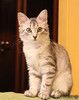 Серебряный котёнок Сильва в добрые руки