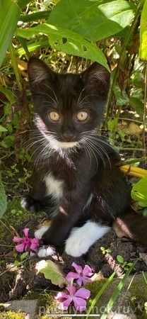 Электровеник- черно-белый котенок.