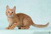 Кото-девочки Ницу и Трес, ласковые солнышки в добрые руки