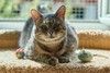 Котик Луня в добрые руки