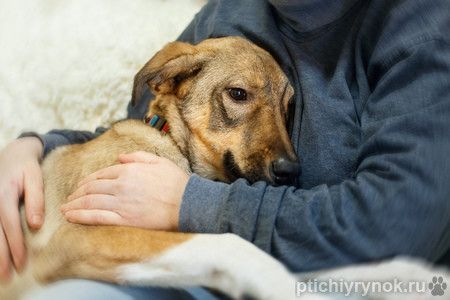 Новогодний подарок Молли для Вас!
