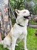 Белая голубоглазая хаски Рада в дар